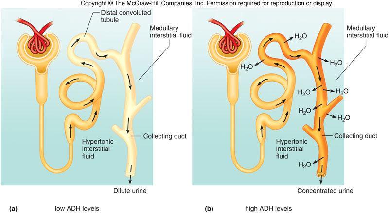 Regulation of Urine Concentration and Volume the distal convoluted tubule and collecting duct are impermeable to water, so water may be excreted as