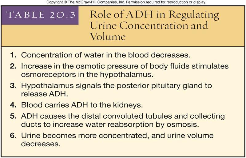 Role of ADH in Regulating