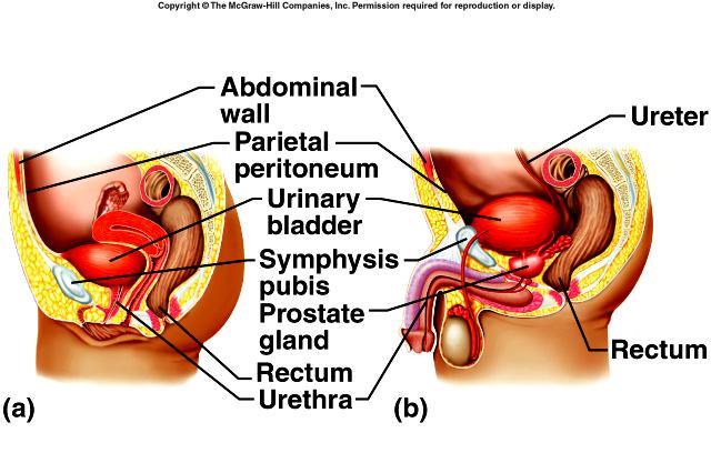 Urinary Bladder hollow, distensible, muscular organ located within the pelvic