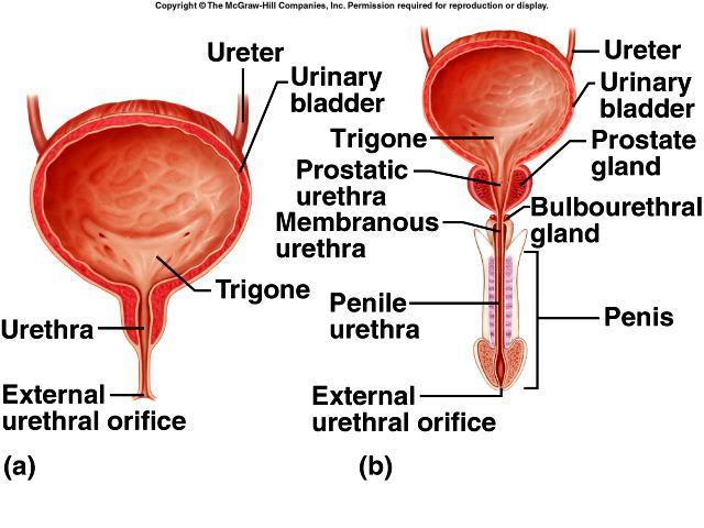 Urethra tube that conveys urine from the