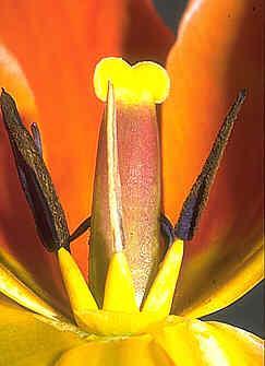 FLOWERS Diploid Perfect - both male and female sex organs Imperfect -