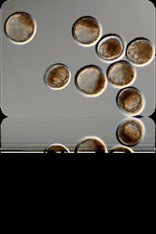Degenerate embryos Viable embryos Grade 1 embryos Grade 2 embryos Grade