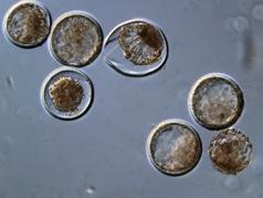 Females) Viable Embryos