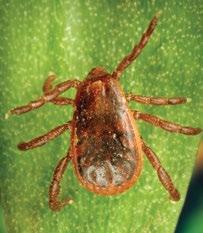 Tick ID Steve Jacobs, PSU Entomology BROWN DOG TICK Rhipicephalus sanguineus Where found: Worldwide. Transmits: spotted fever (in the southwestern U.S. and along the U.S.-Mexico border).