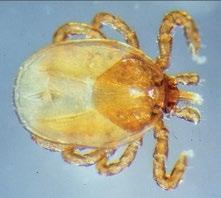 GROUNDHOG TICK Ixodes cookei Where found: Throughout the eastern half of the U.S. and Canada. Transmits: Powassan disease. Comments: Also called woodchuck ticks.