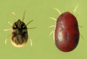 Comments: Adult ticks feed primarily on large mammals. Larvae and nymphs feed on small rodents. Adult ticks are primarily associated with pathogen transmission to humans.