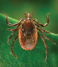 turicatae) Comments: Humans typically come into contact with soft ticks when they sleep in rodent infested cabins. The ticks emerge at night and feed briefly while the person is sleeping.