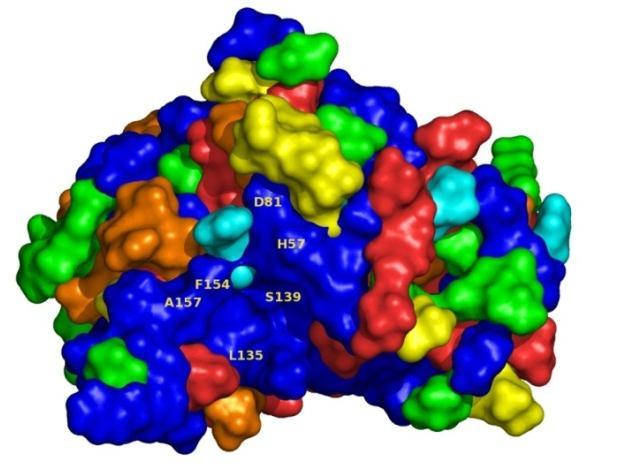 HCV protein variability 47% amino acid of HCV