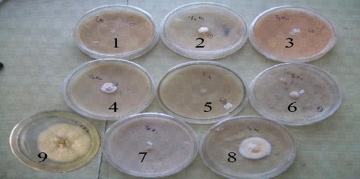 SHYAMJI GUPTA, RAMESH SINGH, RAKESH KUMAR, VIRENDRA KUMAR AND S.K.BISWAS fungal colony from 7 days old culture of F.