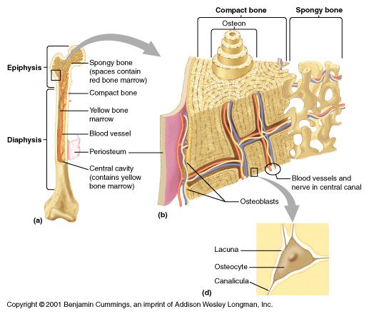 General Features of Bone Skeletal Structure: 2 Types of Bone: Cortical bone Trabecular bone Cortical (compact) bone Periosteum Osteon Haversian/Volksmann Canals Trabecular ( spongy ) bone Network