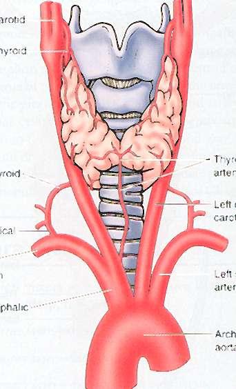 Arterial supply Sup. & inf.