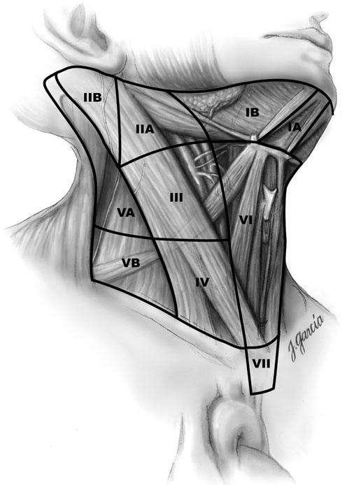 Lymph vessels 1 st echelon nodes: prelaryngeal, pretracheal and