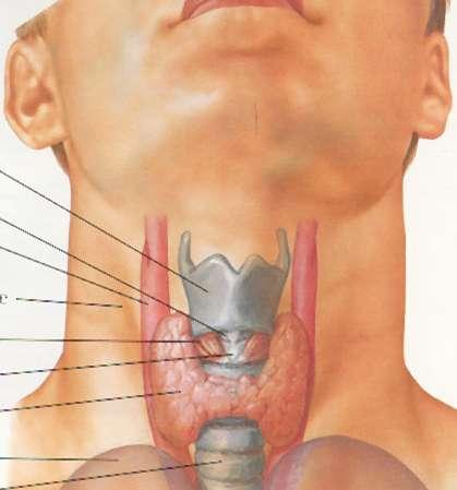 Introduction Thyroid gland includes 2