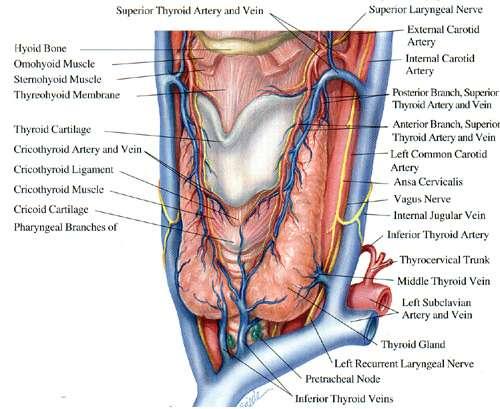 Thyroid region: