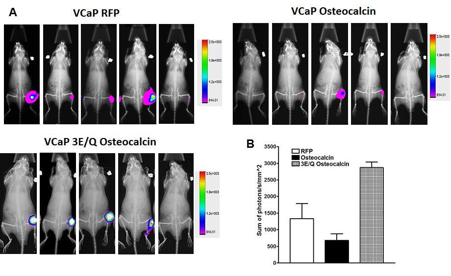 In vivo studies of Gprc6a mediated androgen biosynthetic enzyme expression: VCaP cells transfectants expressing RFP, Osteocalcin and 3E/Q osteocalcin cells were injected into tibae of mice.