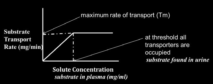 This is called the renal threshold for that substance. Below saturation, the rate of transport is proportional to the concentration of the substrate. Figure 2. Saturation of solute transport.