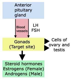 1. ENDOCRINE SIGNALING: Involves hormone secretion into the blood by an endocrine