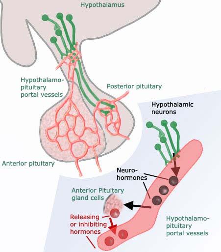 Hypothalamic-Pituitary Signaling. -via blood vessels of the pituitary stalk. -Hypothalamic-Hypophyseal Portal System -from the hypothalamus to the the adenohypophysis (anterior pituitary).