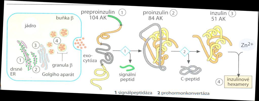 Insulin Synthesis Hydrophobic pre-sequence (signal peptide) is cleaved after transporting to ER Proinsulin is further transported to GA and