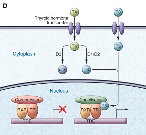 Thyroid Hormone Effects (D) In specific tissues, such as brain, transporters such as MCT8 transport T4 and T3 into the cell.