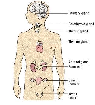 the Endocrine System I. General Features II.