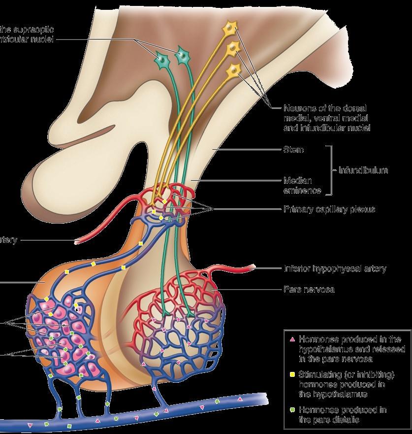 5) the hypothalamus & adenohypophysis negative feedback