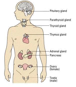 summary the Endocrine System I. General Features II.