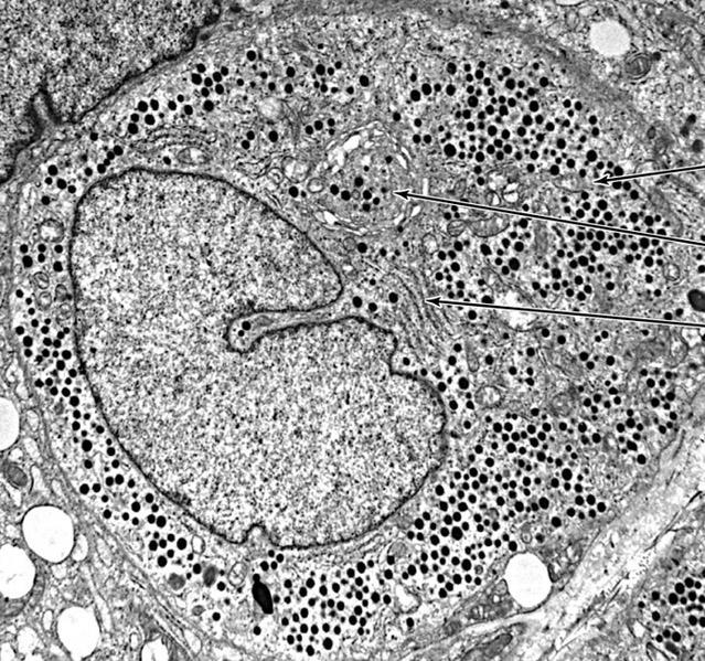 Peptide-secreting cells rer, Golgi
