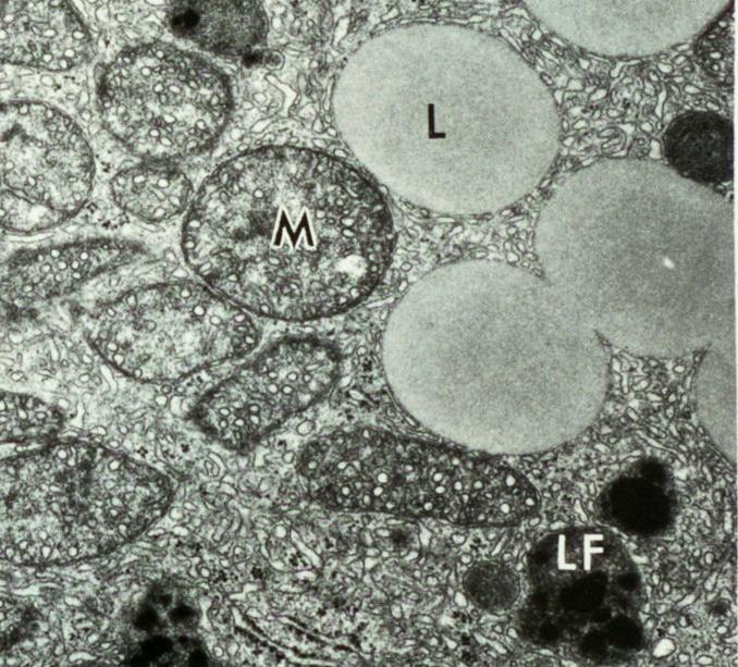 Steroid-secreting cells lipid