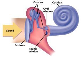 Cochlea The cochlea is a snail shaped organ in the inner ear contains the basilar membrane.