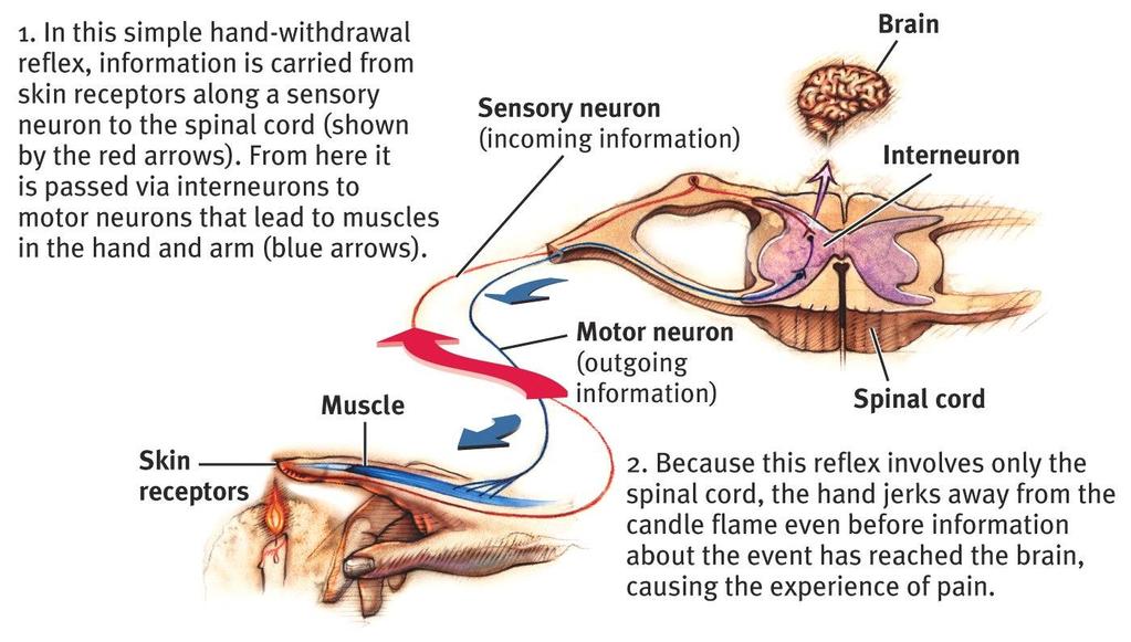 Central Nervous