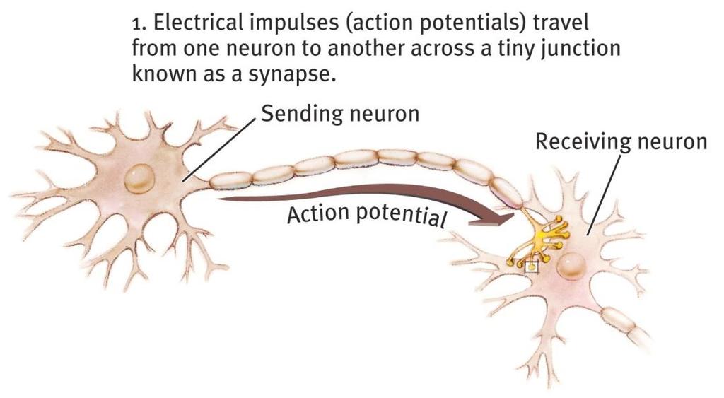 Synapse A junction between the axon tip of