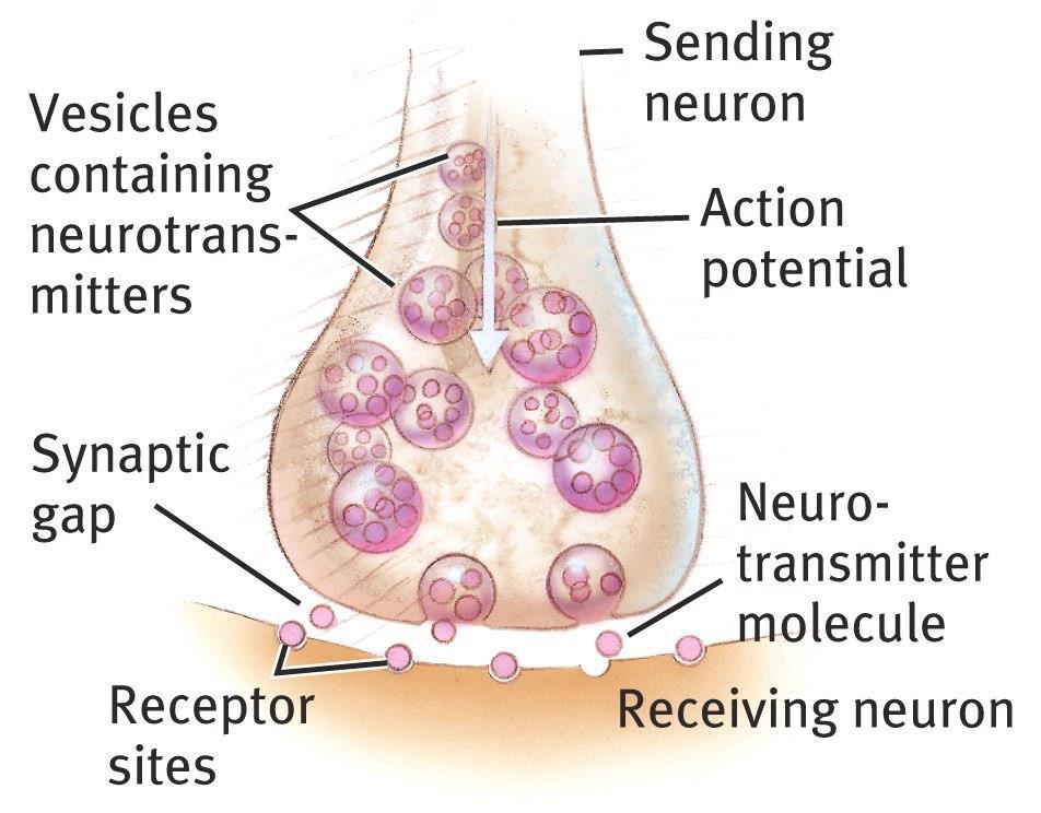 cell body of the receiving neuron.