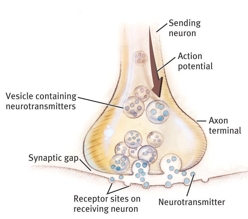 Neurotransmitters (chemicals) released from the sending neuron travel across the synapse and bind to