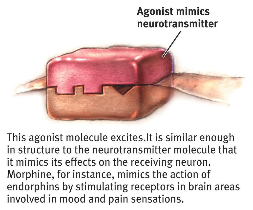 Agonists