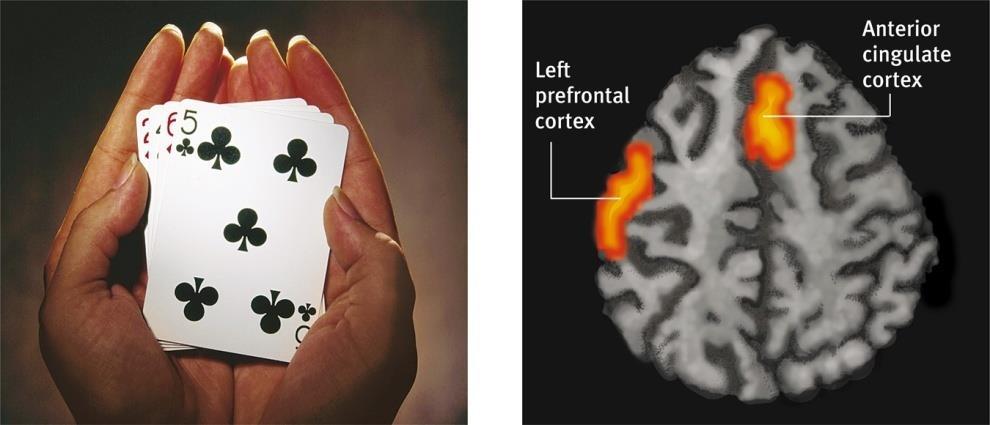 Bottom image shows brain regions when a participants lies.