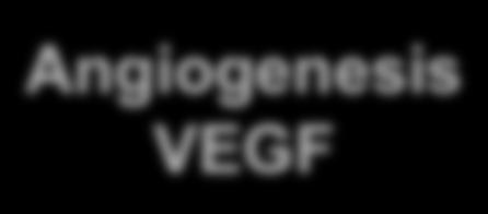 Menstruation Angiogenesis VEGF ENDOMETRIUM