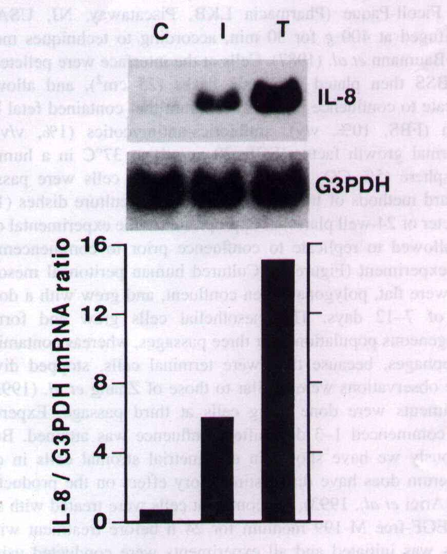 IL-1 & TNF-α induced IL-8 mrna Expression in Mesothelial Cells