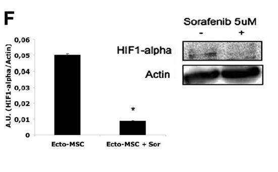 SORAFENIB EFFECTS ON PRO-ANGIOGENIC FACTORS PRODUCED BY E-MSC Reduction of VEGF