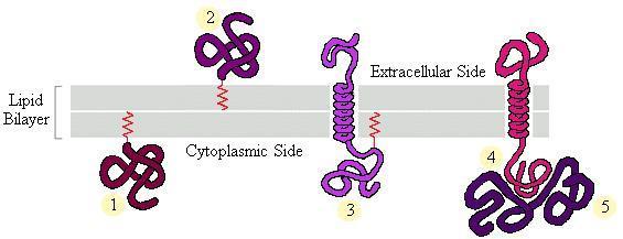 If you expose an intact cell to a protease enzyme, you can shave off the protein found on the outside of the cell.