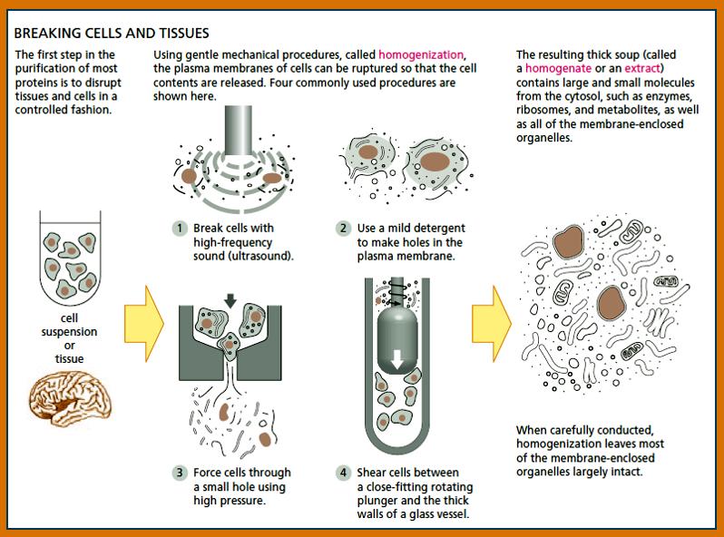 Different methods for disrupting cell membrane There are many methods for disrupting