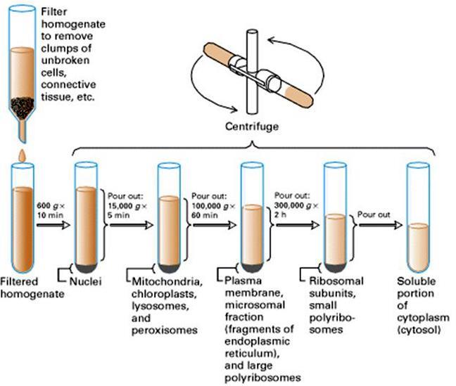 Separation of cell components by differential centrifugation For studies of membrane composition, the first task is to isolate a selected membrane.