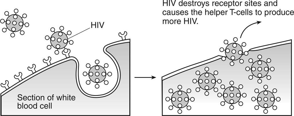73. The diagram below represents how HIV, the virus that causes AIDS, interacts with a certain type of white blood cell called a helper T-cell.