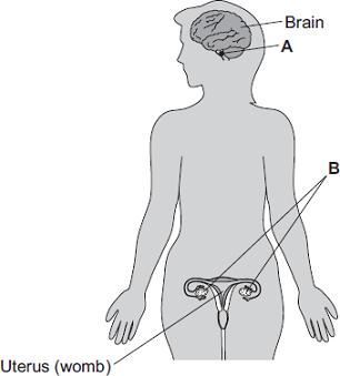 0 The diagram shows the position of two glands, A and B, in a woman. (a) (i) Name glands A and B.