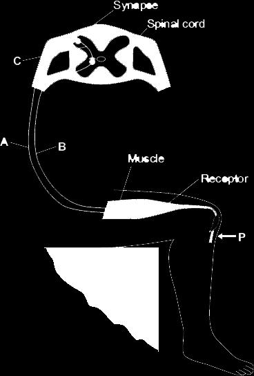20 The diagram shows the nervous pathway used to coordinate the knee-jerk reflex. When the person is hit at point P, the lower leg is suddenly raised.