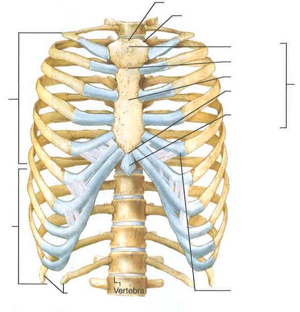 Name The Thoracic Cage 1. The major bony components of the thorax (excluding the vertebral column) are the _ and the _. 2. Differentiate between a true rib and a false rib. 3.