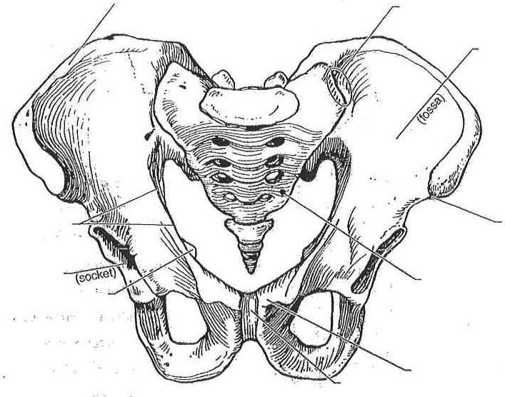 Name The Pelvic Girdle Use letters from the key at the right to identify the bone markings on this illustration of an articulated pelvis.
