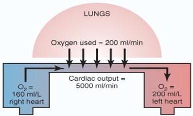 FICKS PRINCPLE: MEASUREMENT OF CARDIAC OUTPUT Figure 6: Ficks Principle CO = O 2 absorbed per minute by the lung (ml/min) Arteriovenous O 2 difference (ml/l of Blood) REFERENCES Cardiac