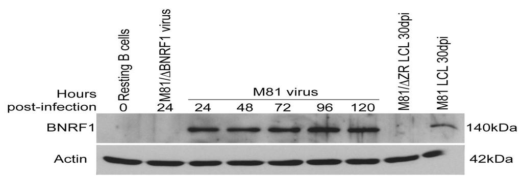 Supplementary Figure 10. BNRF1 expression after infection of B cells with wild type EBV. Primary B cells were exposed to wild type M81 virus.