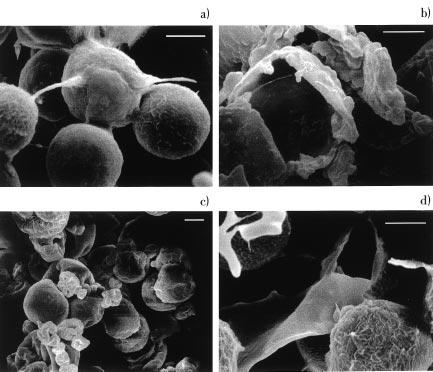 Figure 3. Scanning electron micrographs of Haematococcus pluvialis ( 2000), bar size 10 µm: (a) control (intact) cells, (b) mechanical disrupted cells, (c) spray-dried cells, and (d) cells autoclaved.
